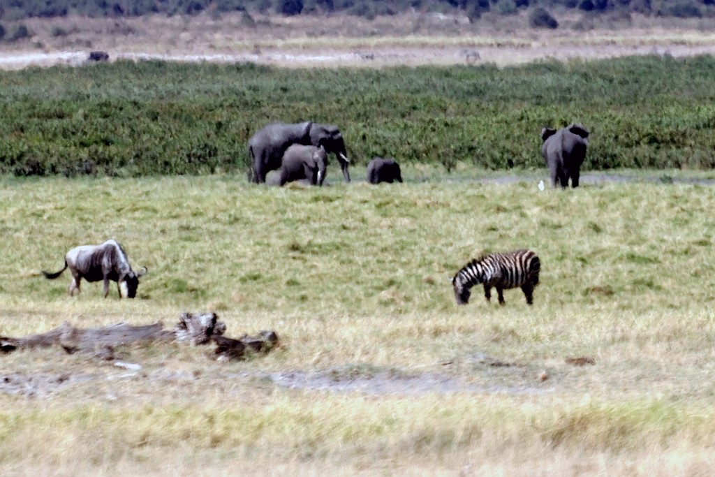 Kenia (146).jpg